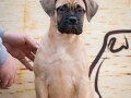 odgajivacnica-bullmastiff-a-home-of-guardians-nudi-na-prodaju-vrhunsku-izlozbenu-stenad-small-2