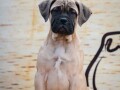 odgajivacnica-bullmastiff-a-home-of-guardians-nudi-na-prodaju-vrhunsku-izlozbenu-stenad-small-0