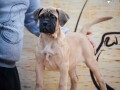 odgajivacnica-bullmastiff-a-home-of-guardians-nudi-na-prodaju-vrhunsku-izlozbenu-stenad-small-1