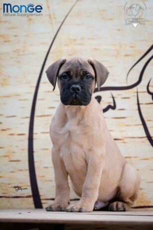 odgajivacnica-bullmastiff-a-home-of-guardians-nudi-na-prodaju-vrhunsku-izlozbenu-stenad-big-4