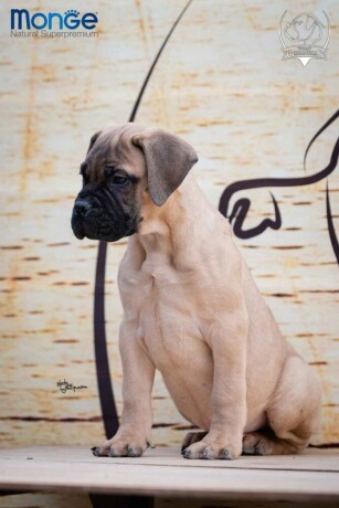 odgajivacnica-bullmastiff-a-home-of-guardians-nudi-na-prodaju-vrhunsku-izlozbenu-stenad-big-3