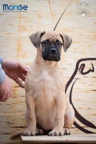 odgajivacnica-bullmastiff-a-home-of-guardians-nudi-na-prodaju-vrhunsku-izlozbenu-stenad-big-2