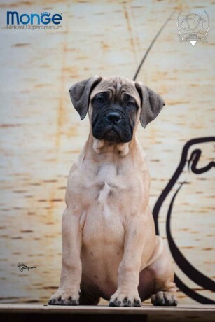 odgajivacnica-bullmastiff-a-home-of-guardians-nudi-na-prodaju-vrhunsku-izlozbenu-stenad-big-0