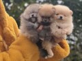 pomeranacpomeranianboo-stenci-small-1