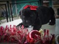 cane-corso-stenci-small-3