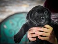 cane-corso-stenci-small-1