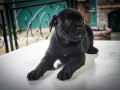 cane-corso-stenci-small-0