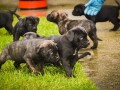 cane-corso-stenci-small-4