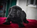 cane-corso-stenci-small-2