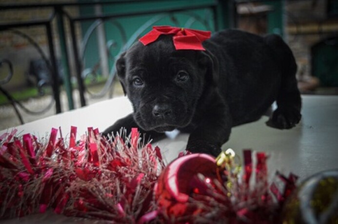 cane-corso-stenci-big-3