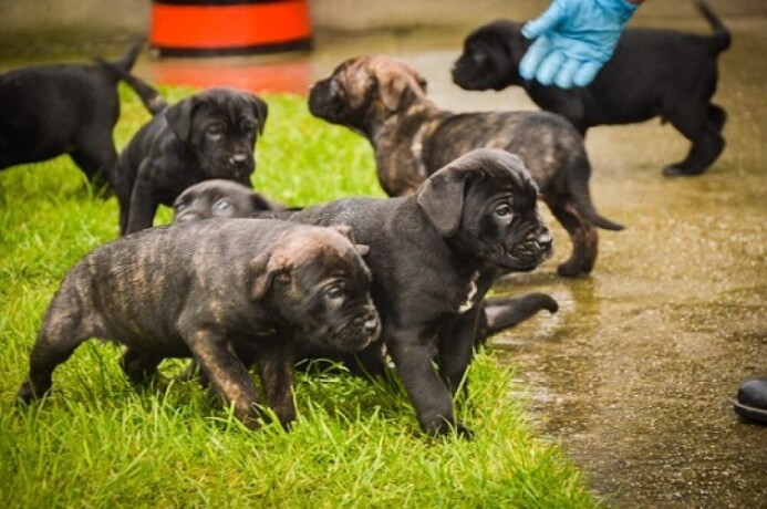 cane-corso-stenci-big-4