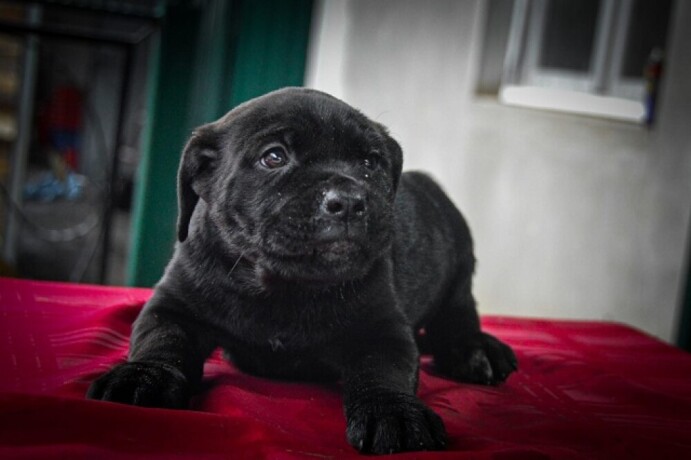 cane-corso-stenci-big-2