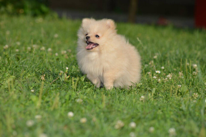 pomeranski-spic-izuzetna-zenkica-big-4