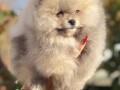 pomeranci-pomeranian-boo-stenci-small-0