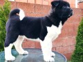 americka-akita-small-1