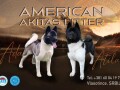 americka-akita-small-0