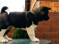 americka-akita-small-4