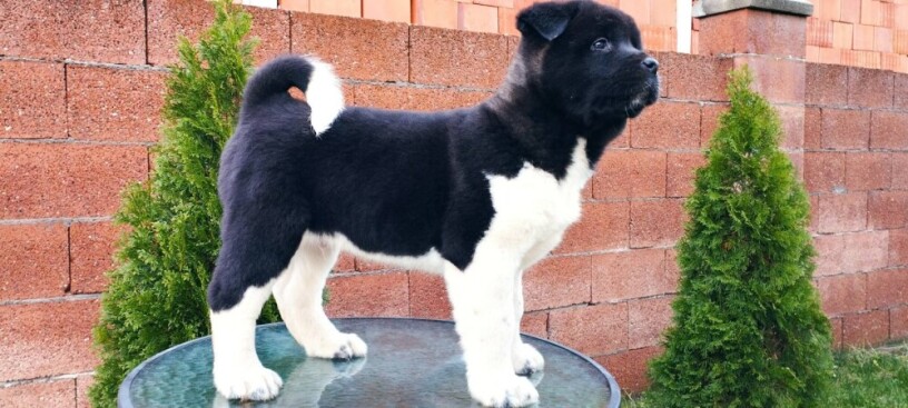 americka-akita-big-1