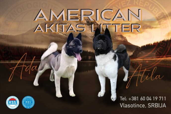 americka-akita-big-0