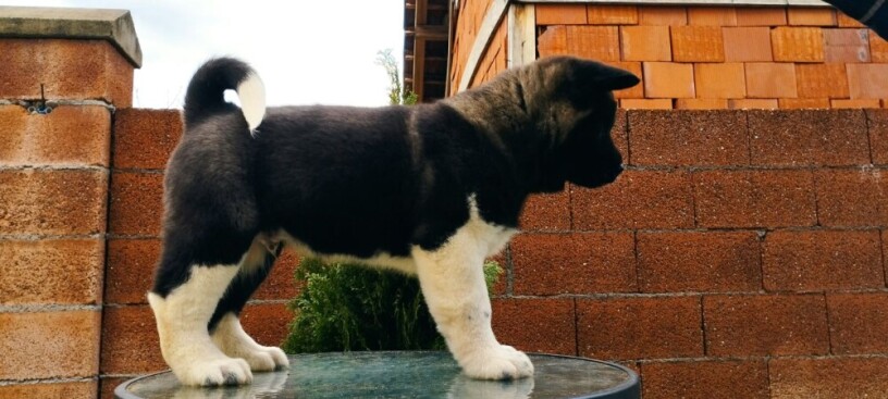 americka-akita-big-4