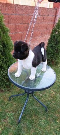 americka-akita-big-2