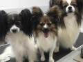 patuljasti-kontinental-epaniel-papillon-small-3