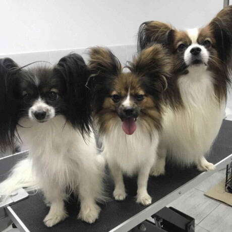 patuljasti-kontinental-epaniel-papillon-big-3