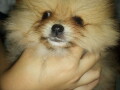 pomeranac-boo-small-3