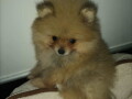 pomeranac-boo-small-4