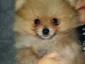 pomeranac-boo-small-0