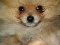 pomeranac-boo-small-1