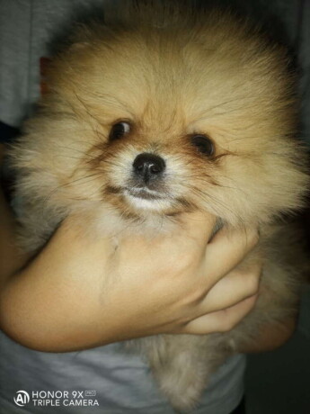 pomeranac-boo-big-3