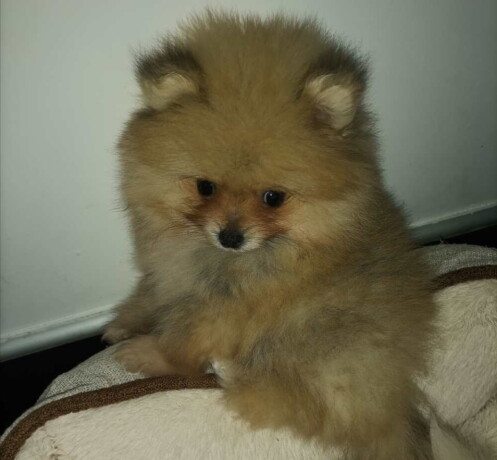 pomeranac-boo-big-4