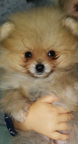 pomeranac-boo-big-1