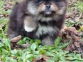 pomeranac-boo-black-and-tan-boje-small-0