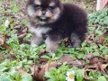 pomeranac-boo-black-and-tan-boje-small-2