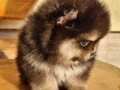 pomeranac-boo-black-and-tan-boje-small-1