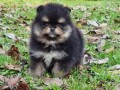 pomeranac-boo-black-and-tan-boje-small-4