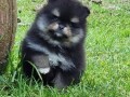 pomeranac-boo-black-and-tan-boje-small-3