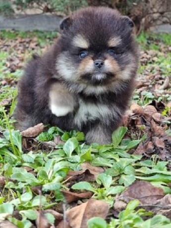 pomeranac-boo-black-and-tan-boje-big-0