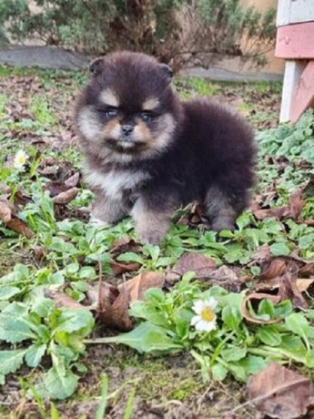 pomeranac-boo-black-and-tan-boje-big-2