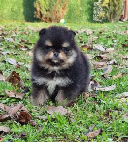 pomeranac-boo-black-and-tan-boje-big-4