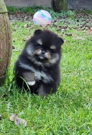 pomeranac-boo-black-and-tan-boje-big-3