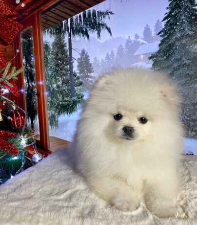 pomeranac-boocistokrvni-teacup-big-3