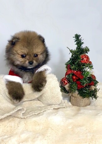 pomeranac-boocistokrvni-teacup-big-2