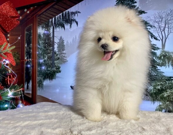 pomeranac-boocistokrvni-teacup-big-0