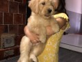 goldendoodle-small-3