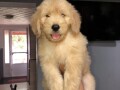 goldendoodle-small-1