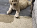 goldendoodle-small-4