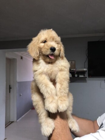 goldendoodle-big-2